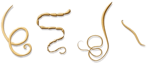 NEOflorax pomáha proti všetkým známym helmintom